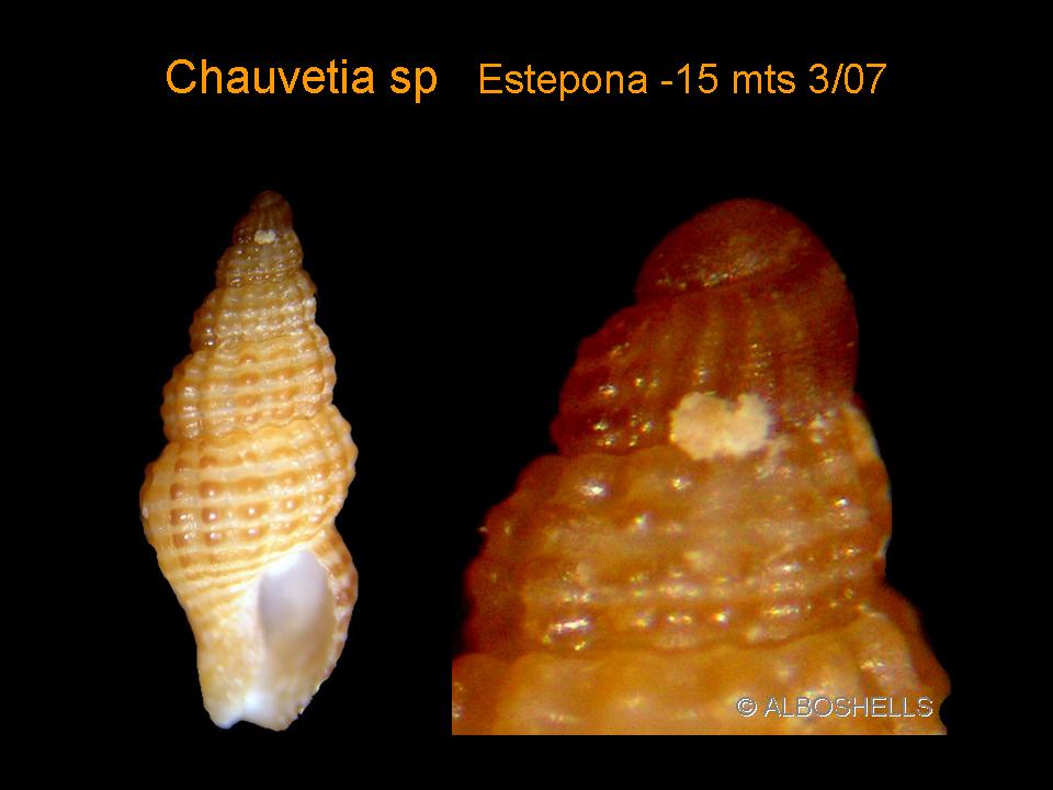 Chauvetia sps
